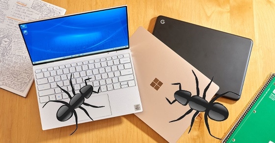 xử lý kiến chui vào laptop